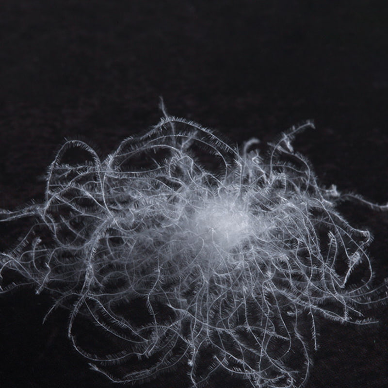 50% bílé husí peří 50% bílé husí peří