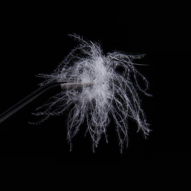 50% čistě bílé kachní peří